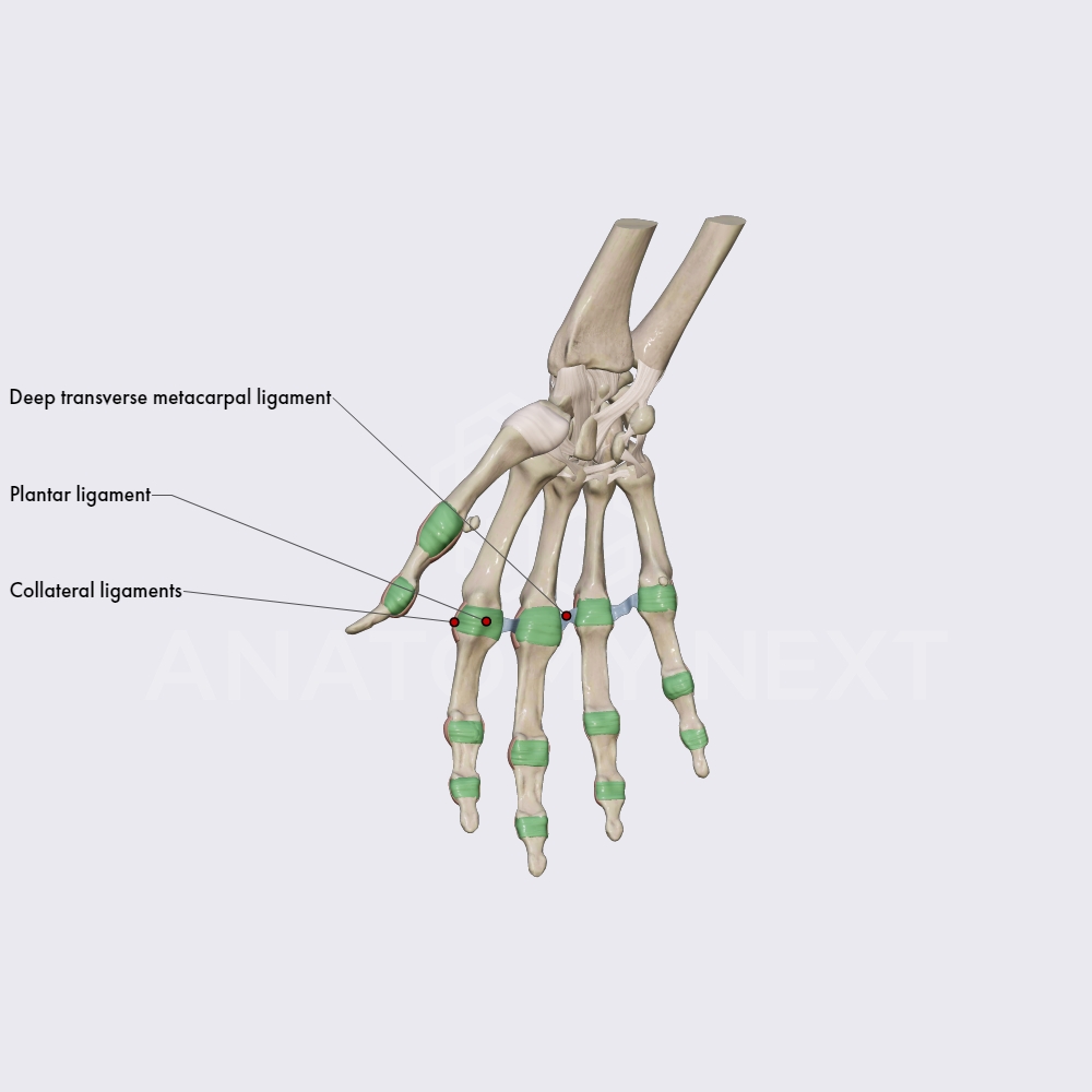 Ligaments of metacarpophalangeal and interphalangeal joints
